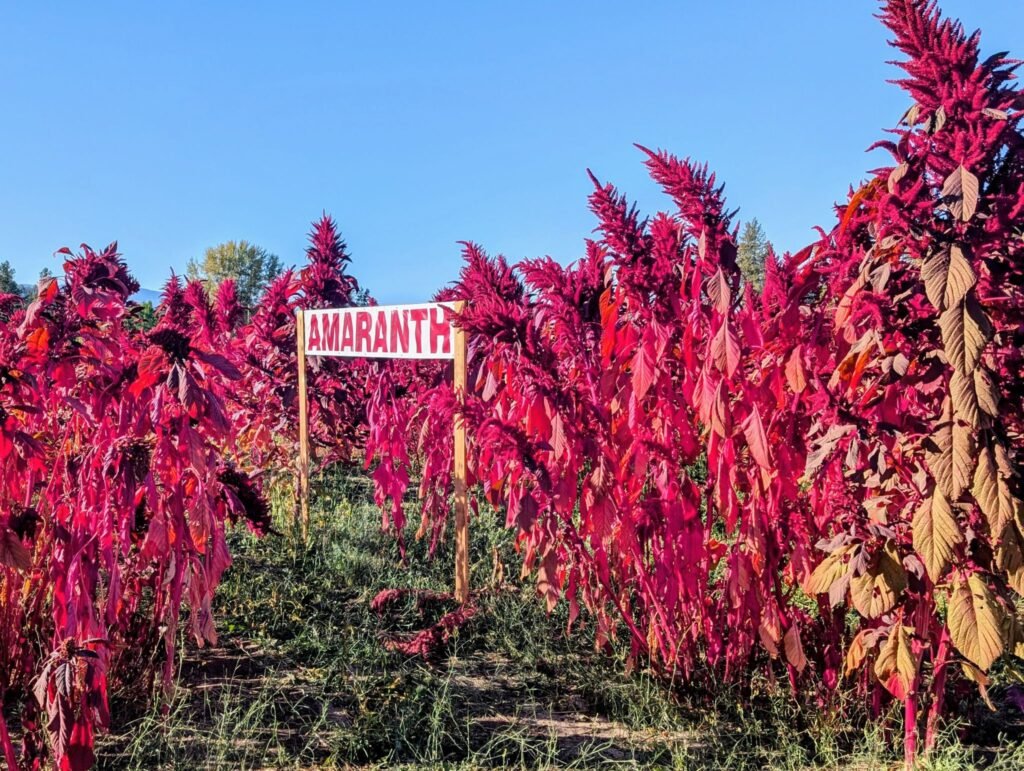 BC Amaranth field. Vernon, British Columbia