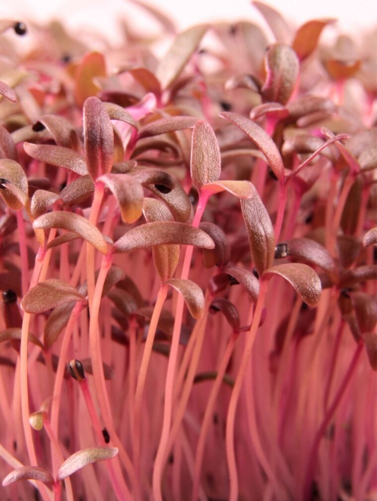 Amaranth Sprouts growing in a tray. BC Amaranth, Canada Amaranth Sprouts growing in a tray. BC Amaranth, Canada