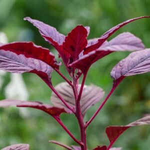 Hopi Red Dye Amaranth. Organically Grown by BC Amaranth. Canada