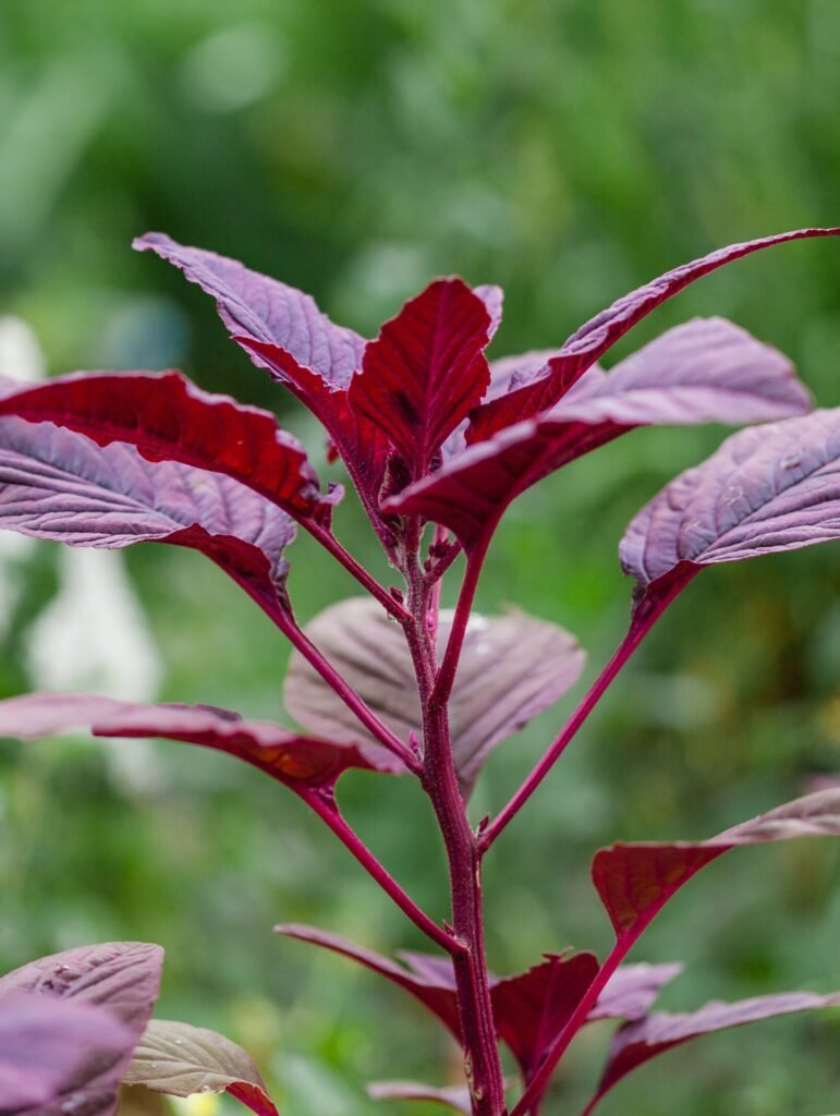 BC Amaranth A young plant grows at BC Amaranth