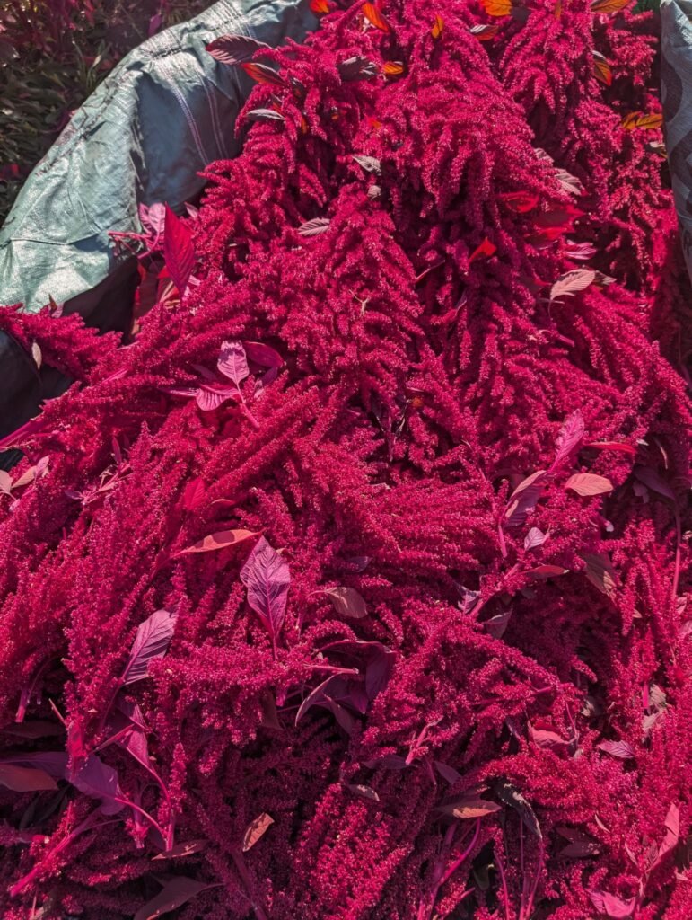 BC Amaranth Canada. BC Amaranth that has just been harvested. Canada.