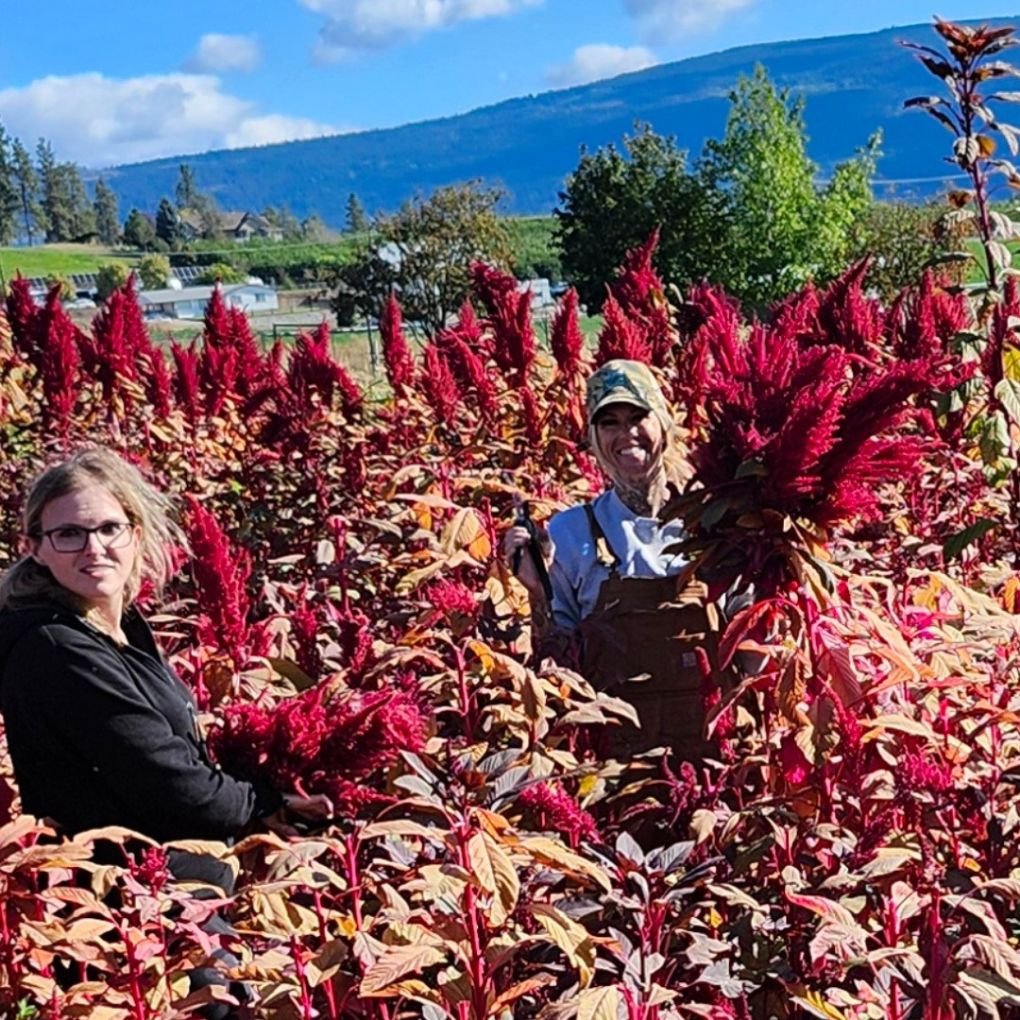 BC Amaranth workers