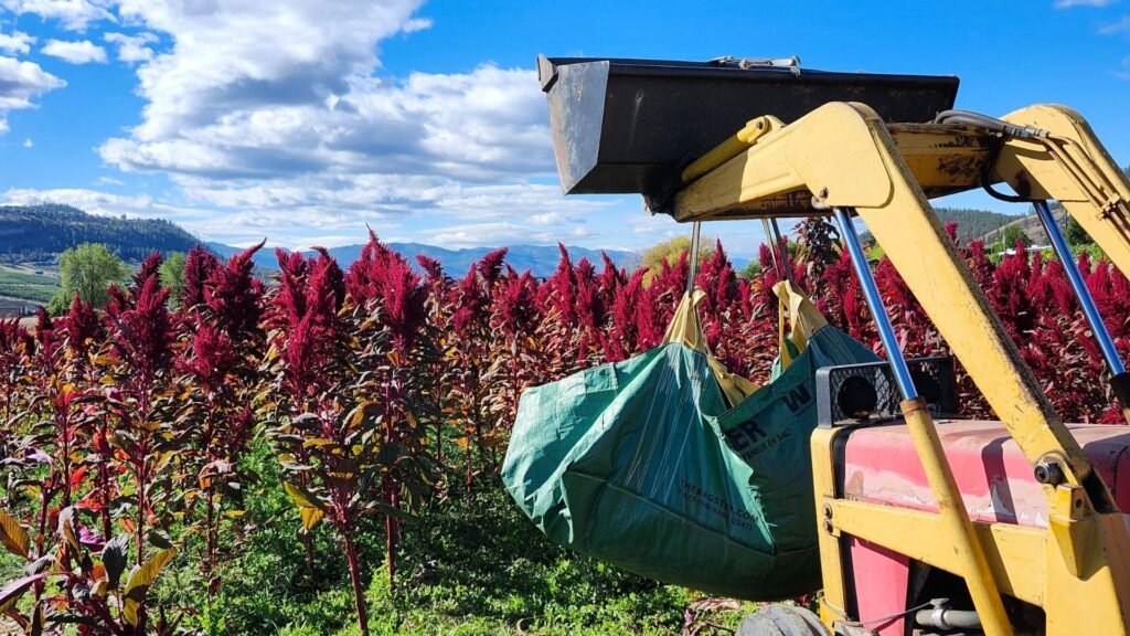 Loading BC Amaranth
